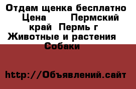 Отдам щенка бесплатно! › Цена ­ 0 - Пермский край, Пермь г. Животные и растения » Собаки   